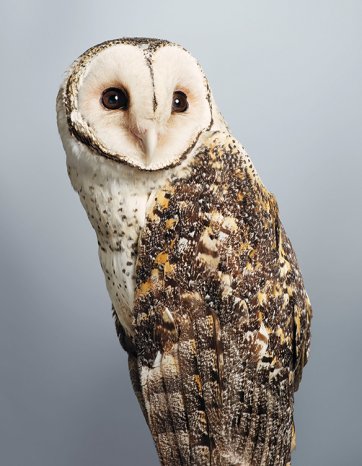 'Tani' no.1, Masked Owl 
