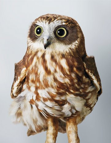 'Pepper', Southern Boobook Owl
