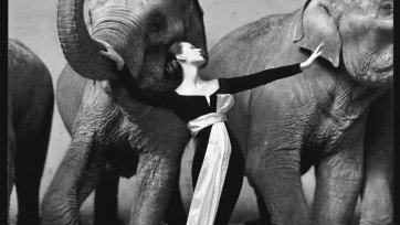 Dovima with elephants, evening dress by Dior, Cirque d'Hiver, Paris, August 1955 by Richard Avedon