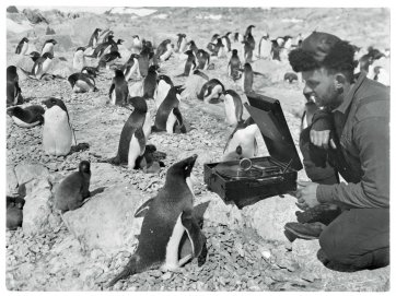 Eric Douglas photographed with Adelie penguins, 1930-31