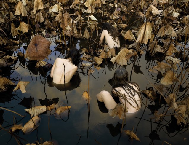 Sacred lotus (Nelumbo nucifera) in autumn from In Our Nature, 2018 Tamara Dean