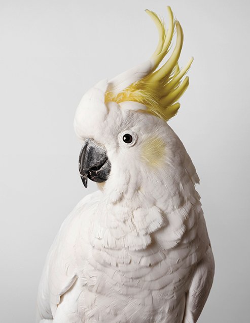 Slim, Sulphur-Crested Cockatoo