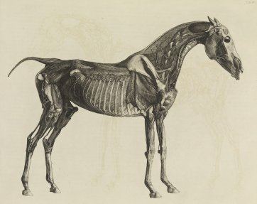 The Anatomy of the Horse