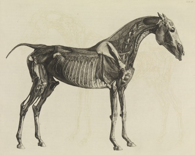 The Anatomy of the Horse, 1766 by George Stubbs