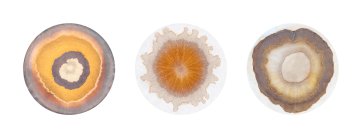 Three Siblings: Chromatograms of Emmie, Rasmus and Cosmos, 2026 Sammy Hawker