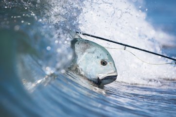 Giant trevally, Seychelles