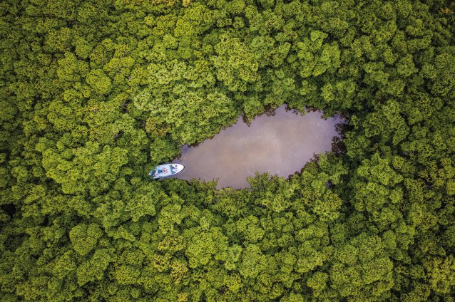 Searching for tarpon in mangrove tunnels – Ascension Bay, Mexico, 2019