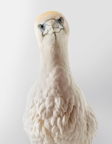 Chicken, Australasian gannet