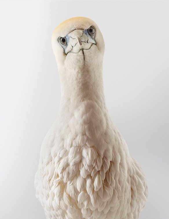 Chicken, Australasian gannet