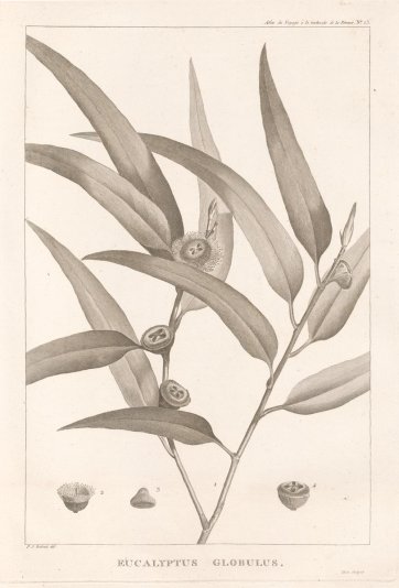 Eucalyptus globulus, 1817