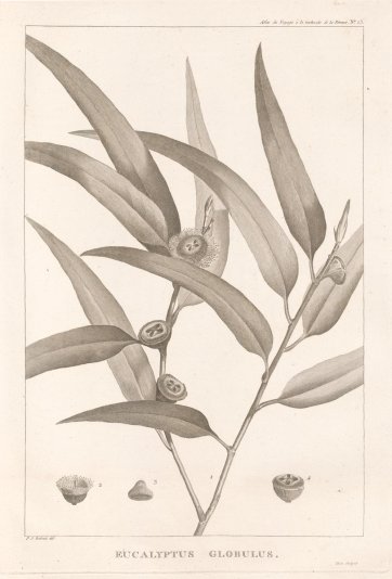 Eucalyptus globulus