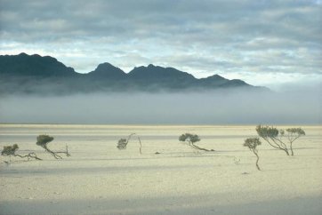 Melaleuca trees along the northern shoreline of Lake Pedder, Tasmania, ca. 1969 Olegas Truchanas