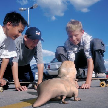 Social Studies (from ‘The SO2 series’), 2000 by Patricia Piccinini