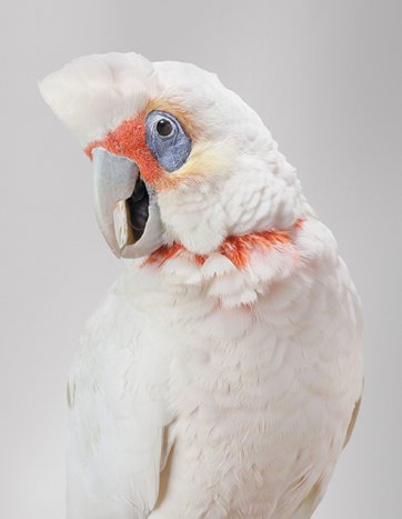 Bob, Long-billed Corella by Leila Jeffreys