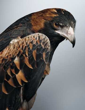 'Mulga', Black Breasted Buzzard by Leila Jeffreys