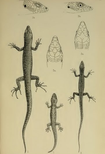 A Monograph of Christmas Island by the naturalist (3. Blue tailed skink)