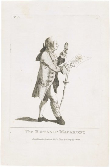 The Botanic Macaroni (Sir Joseph Banks)
