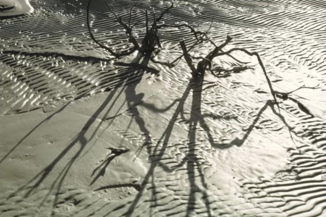 Sand, wind and water shape the vegetation in the shallows, beside a lone walker's footprint, Lake Pedder, Tasmania, ca. 1969