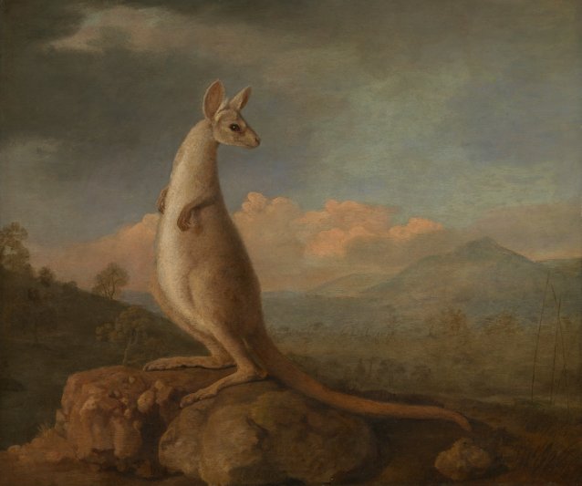 The Kongouro from New Holland, 1772 by George Stubbs